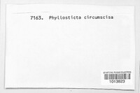 Phyllosticta circumscissa image